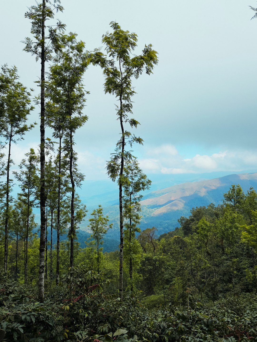 Slender trees and coffee plants in a green mountain landscape.